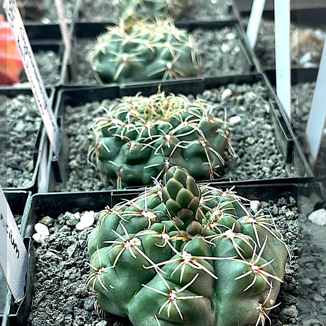 Gymnocalycium Baldianum