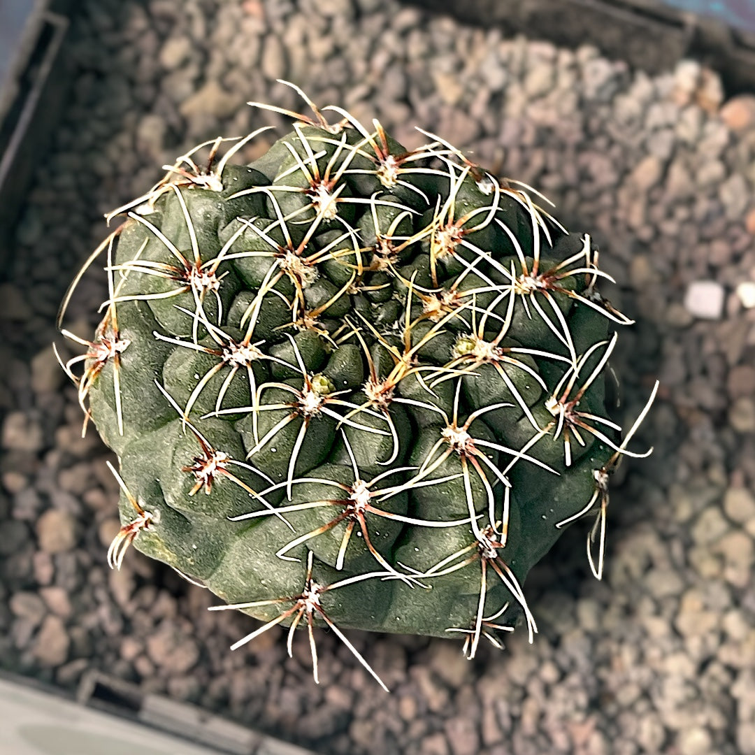 Gymnocalycium Baldianum