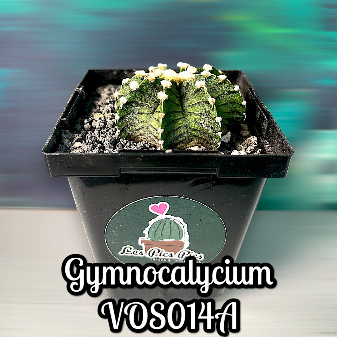 Gymnocalycium Friedrichii VOS014A