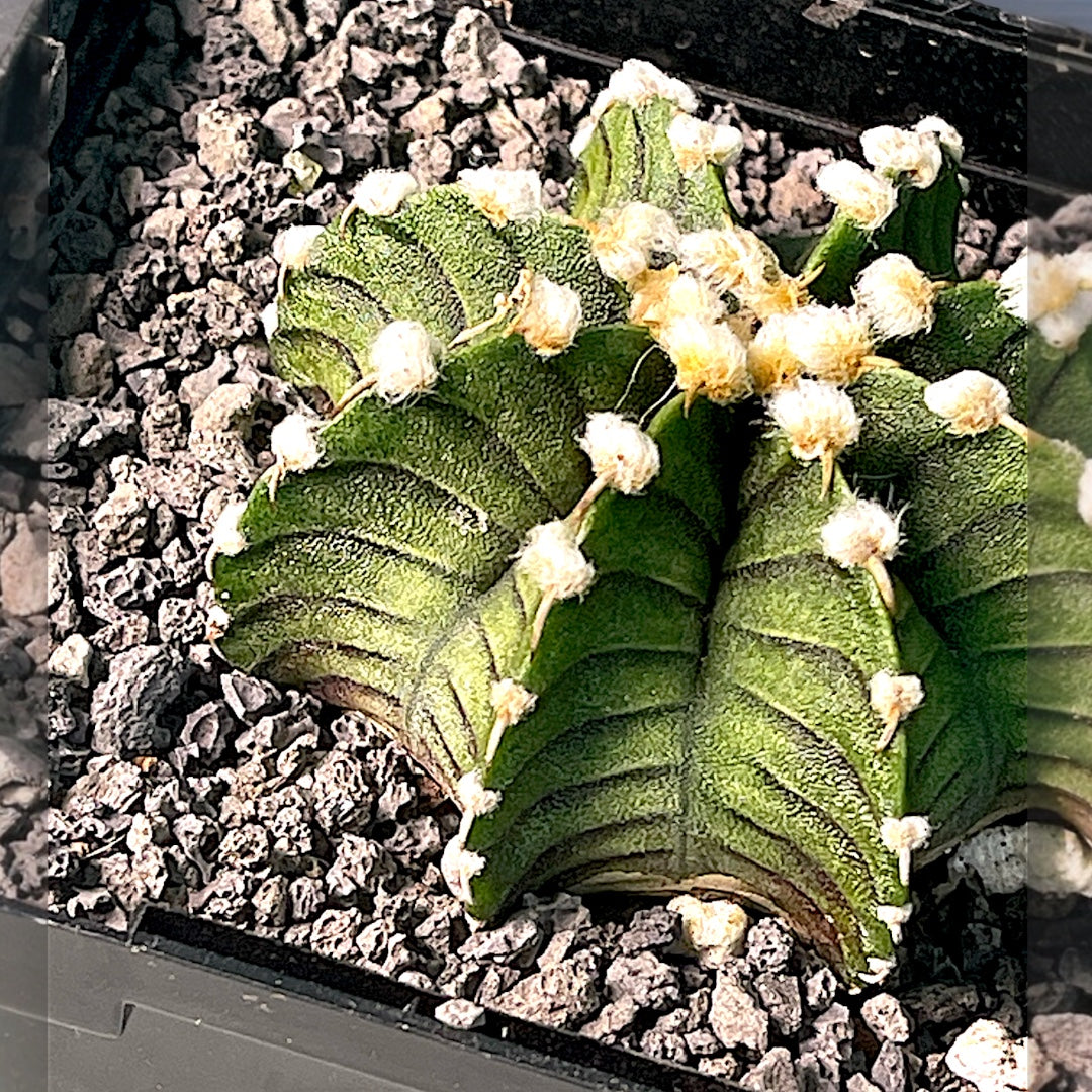 Gymnocalycium Friedrichii VOS014A