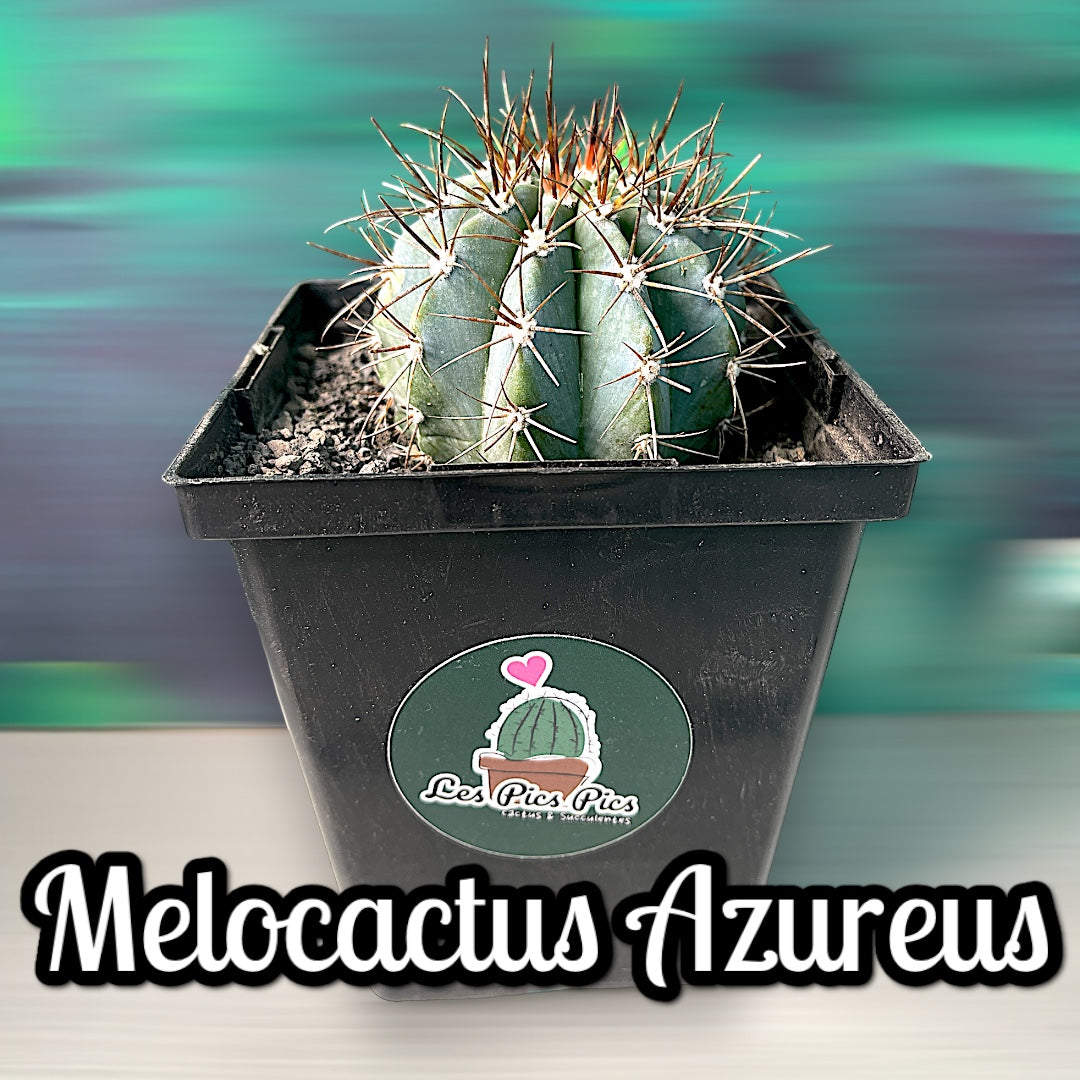 Melocactus Azureus