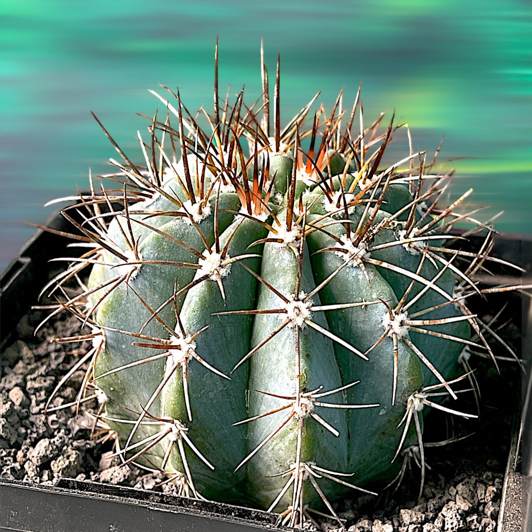 Melocactus Azureus