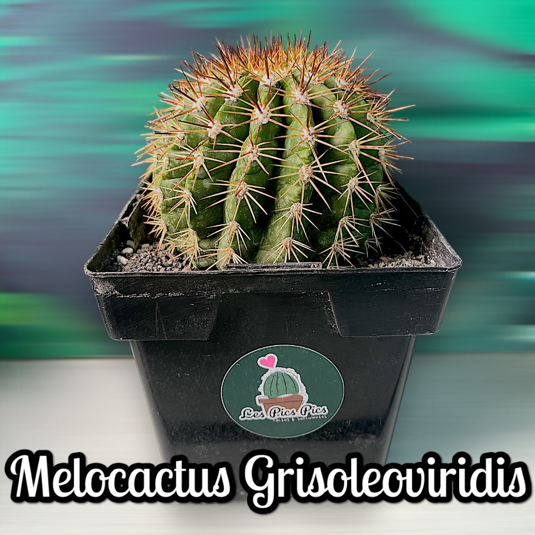 Melocactus Grisoleoviridis