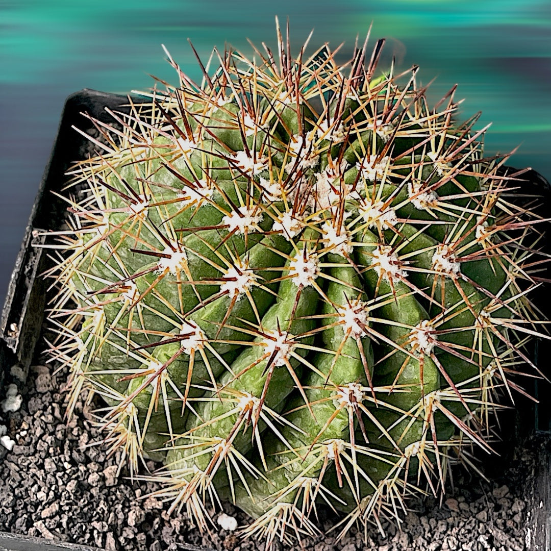 Melocactus Grisoleoviridis