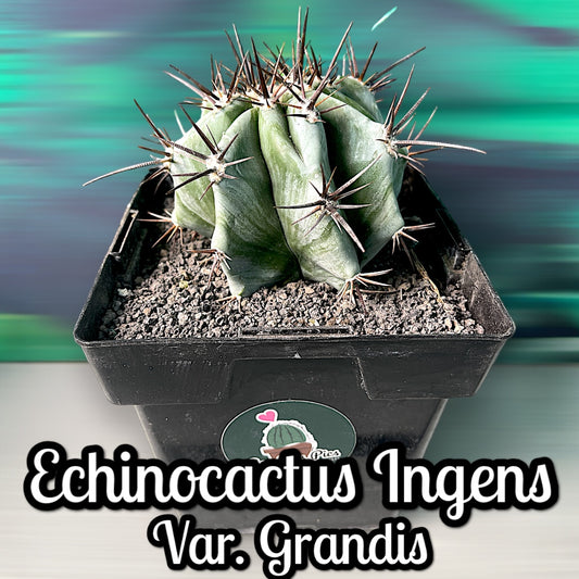 Echinocactus Ingens Var. Grandis