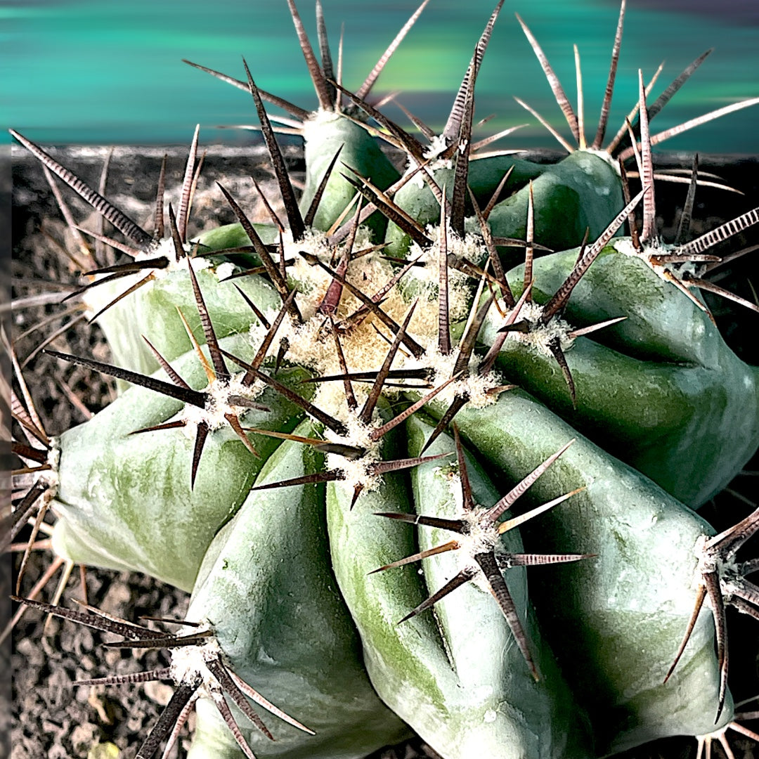 Echinocactus Ingens Var. Grandis