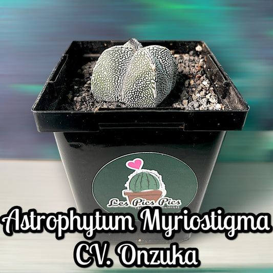 Astrophytum Myriostigma cv. Onzuka