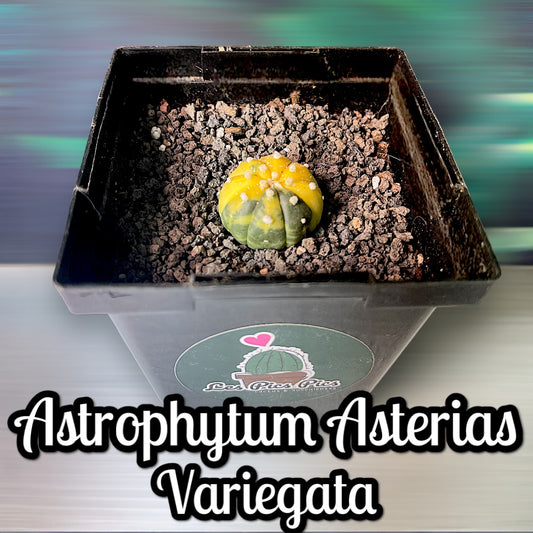 Astrophytum Asterias Variegata