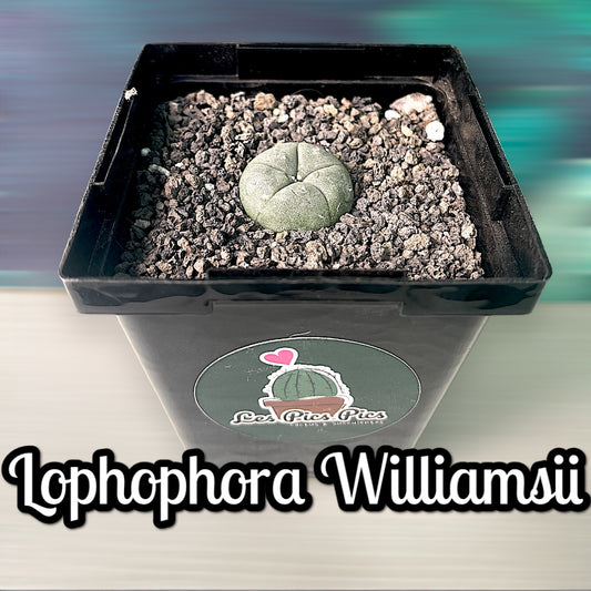 L. Williamsii