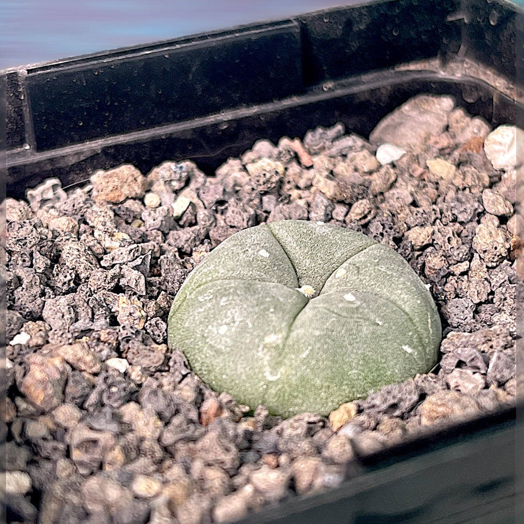 L. Williamsii