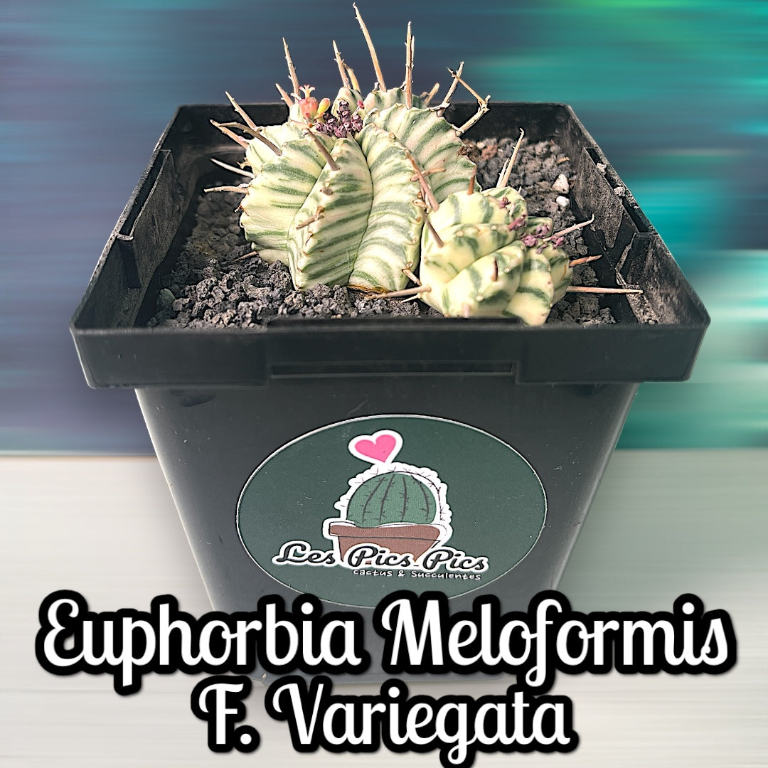 Euphorbia Meloformis F. Variegata