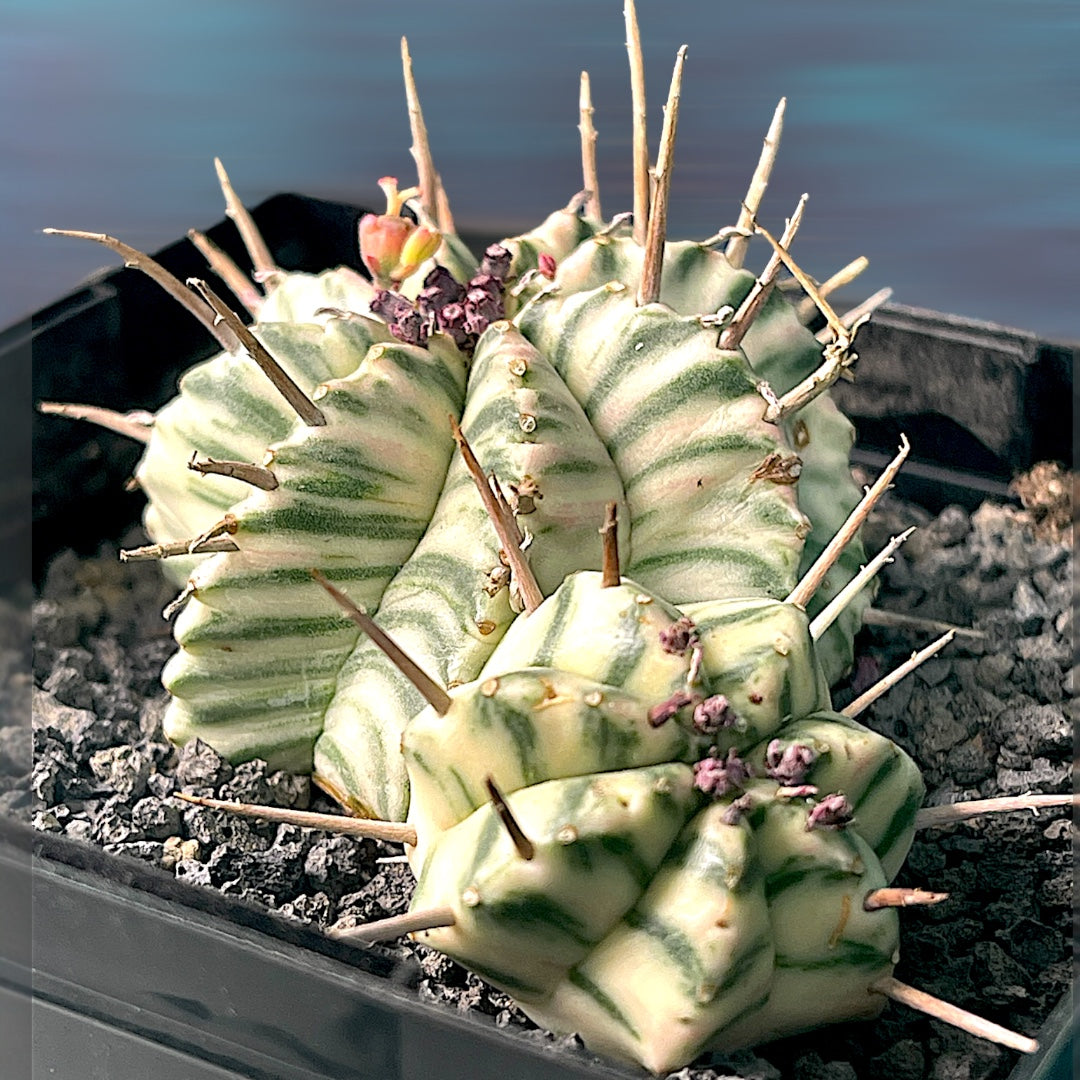 Euphorbia Meloformis F. Variegata