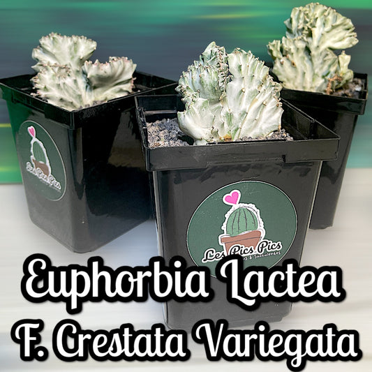 Euphorbia Lactea f. crestata variegata