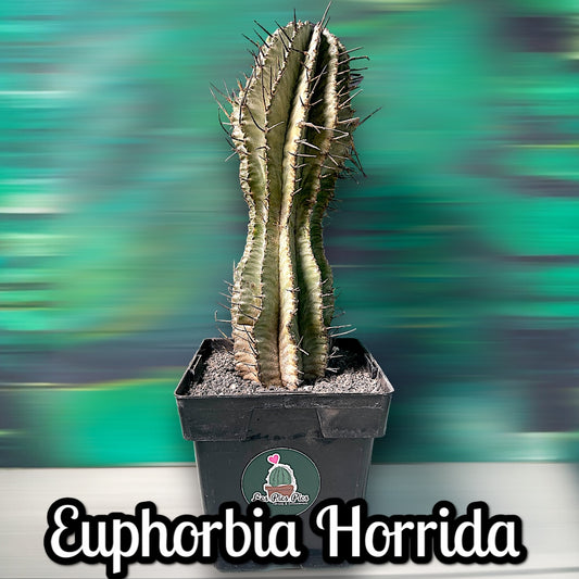 Euphorbia Horrida