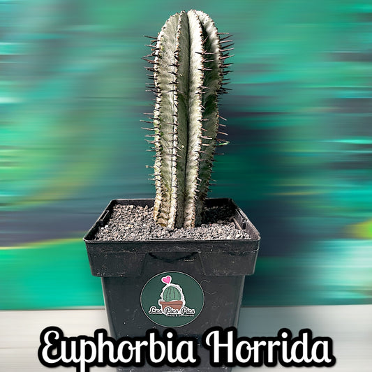 Euphorbia Horrida