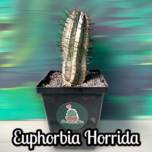 Euphorbia Horrida