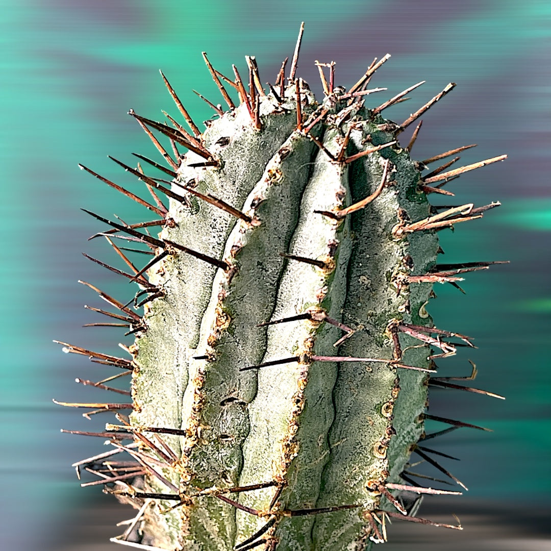 Euphorbia Horrida