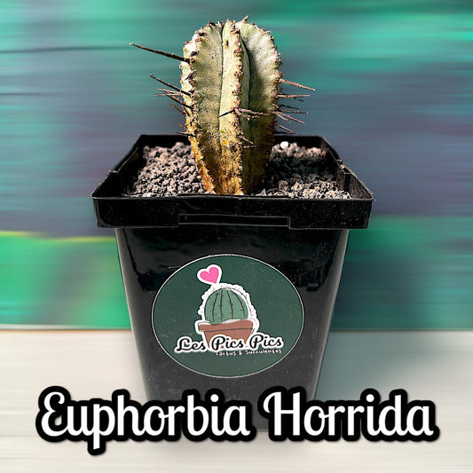 Euphorbia Horrida