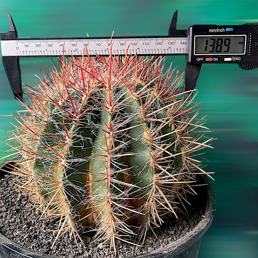 Ferocactus Stainesii var. pilosus (Très grand format)