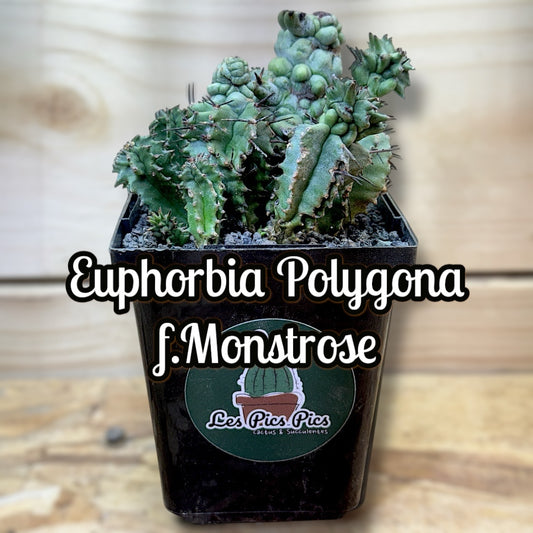 Euphorbia Polygona f. Monstrose