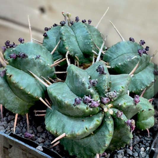 Euphorbia Pulvinata