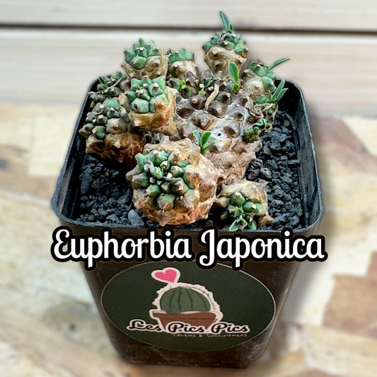 Euphorbia Japonica