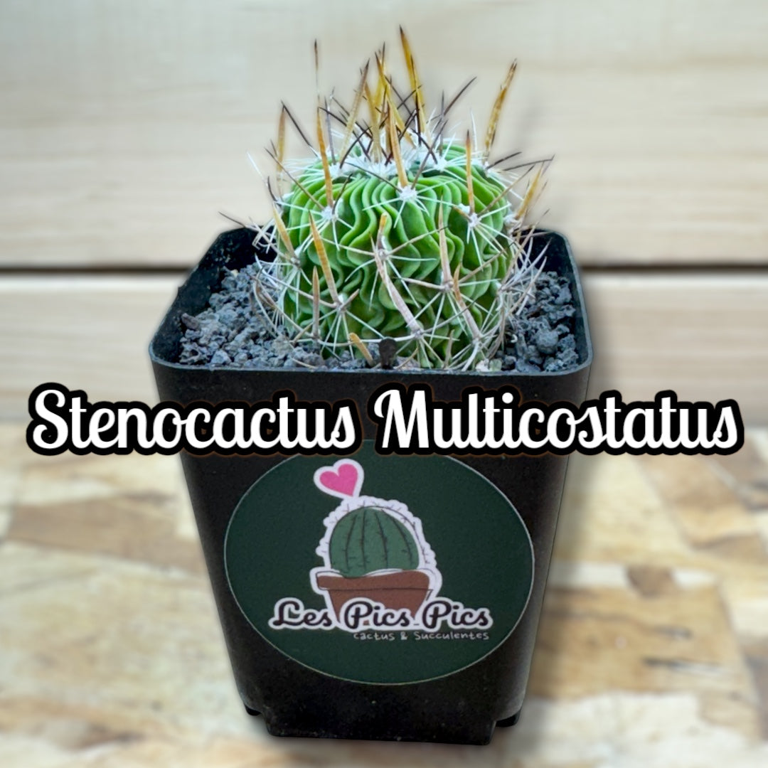 Stenocactus Multicostatus