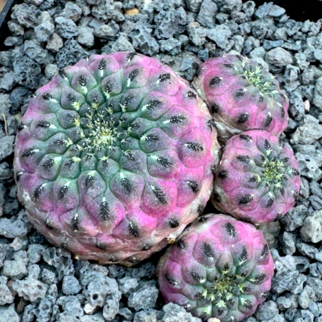 Sulcorebutia Rauschii f. violacidermis