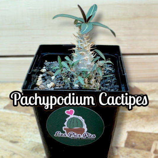 Pachypodium Cactipes