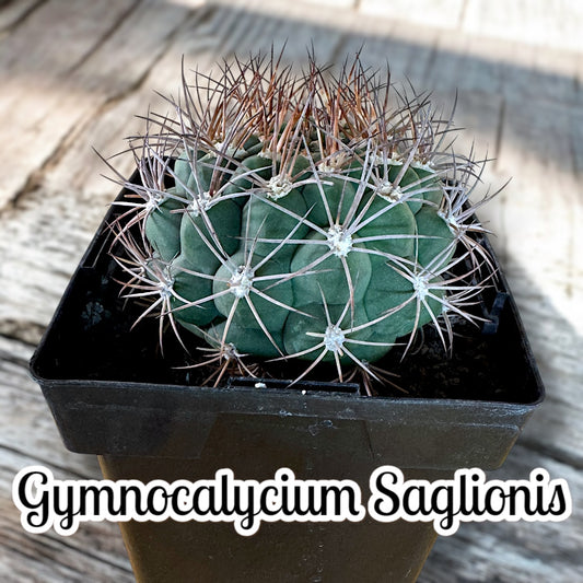 Gymnocalycium Saglionis