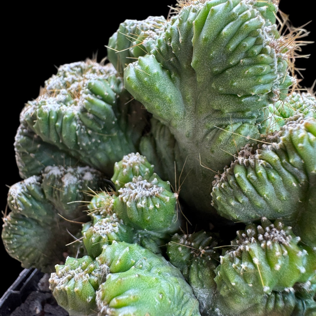 Cereus Peruvianus Cristata Monstrose