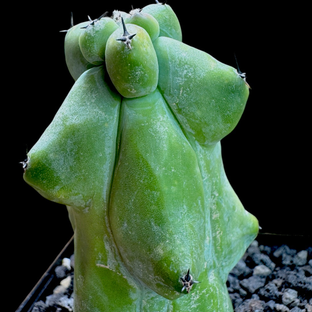 Myrtillocactus Geometrizans Fukurokuryuzinboku