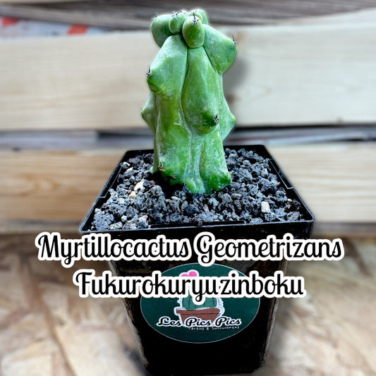 Myrtillocactus Geometrizans Fukurokuryuzinboku