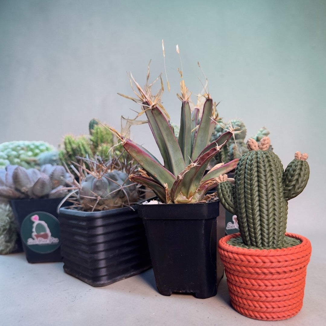 .Le gros cactus 3D