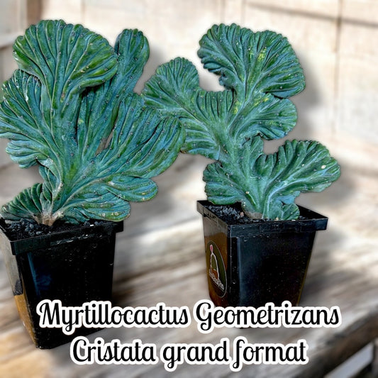 Myrtillocactus Geometrizans Cristata (Grand format)