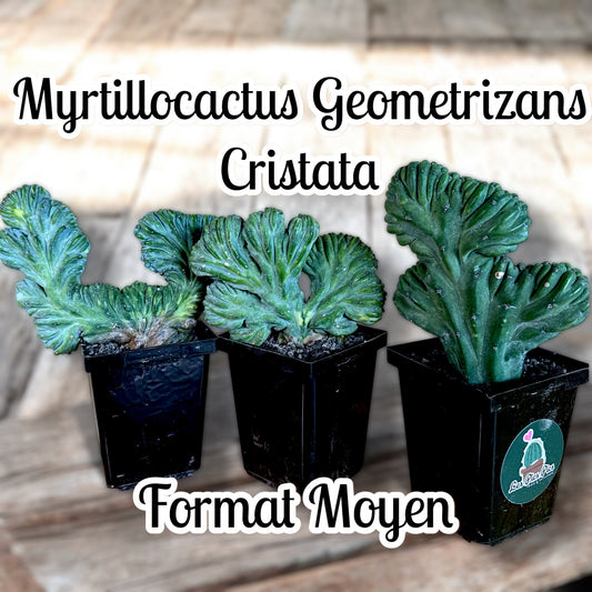 Myrtillocactus Geometrizans Cristata (Format Moyen)