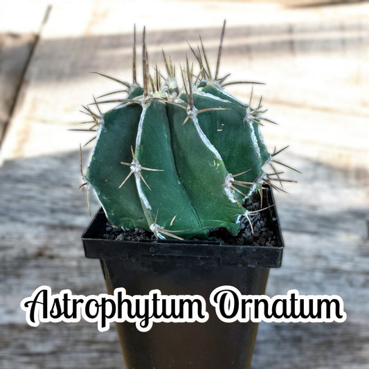 Astrophytum Ornatum