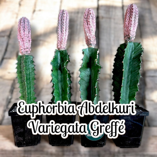 Euphorbia Abdelkuri Variegata 'Damask'