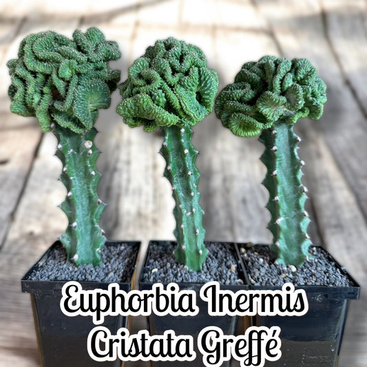 Euphorbia Inermis Cristata Greffé
