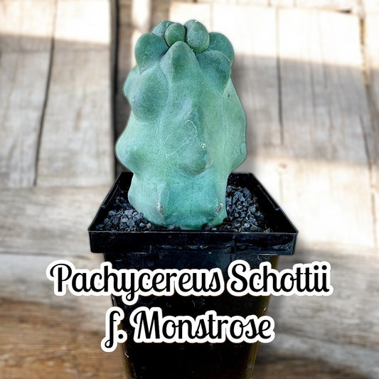 Pachycereus Schottii f. monstrose
