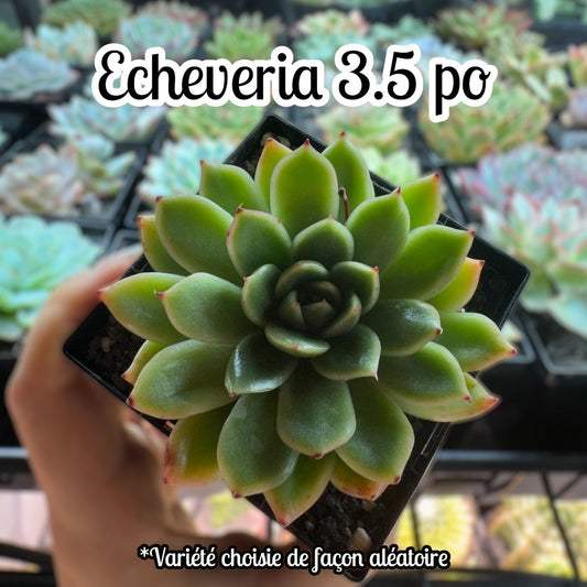 Echeveria 3.5 po