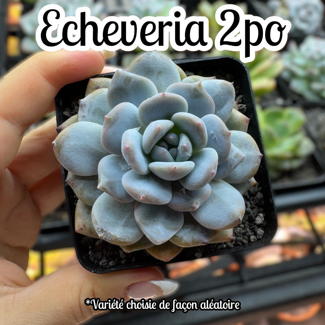 Echeveria 2 po
