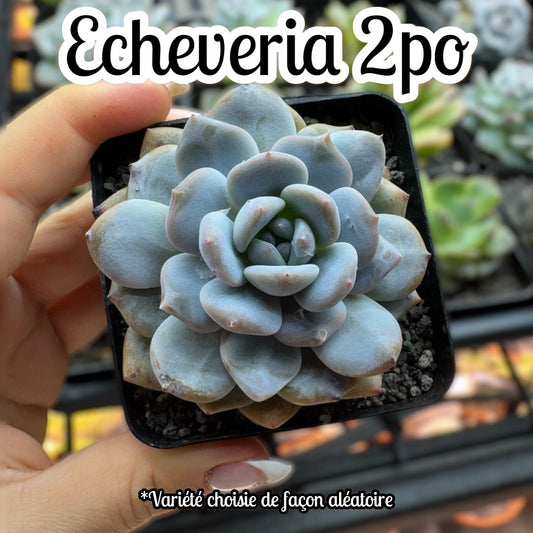 Echeveria 2 po